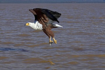 African Fish-Eagle, haliaeetus vocifer, Adult in Flight, Fishing at Baringo Lake, Fish in its Claws, Kenya