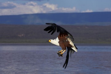 African Fish-Eagle, haliaeetus vocifer, Adult in Flight, Fishing at Baringo Lake, Fish in its Claws, Kenya