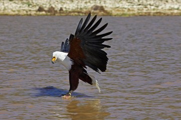 African Fish-Eagle, haliaeetus vocifer, Adult in Flight, Fishing at Baringo Lake, Fish in its Claws, Kenya