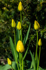 Bright yellow tulips blossom in spring garden