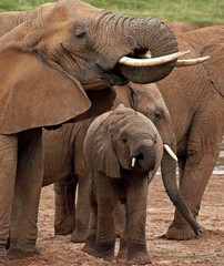 African Elephant, loxodonta africana, Mother with Calf, Samburu park in Kenya