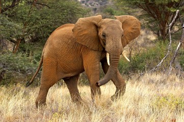Fototapeta na wymiar African Elephant, loxodonta africana, Samburu park in Kenya