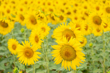 campo de girasoles, Helianthus annuus, santa María de Huerta, Soria,  comunidad autónoma de Castilla y León, Spain, Europe