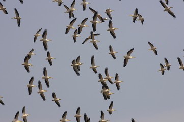 Great White Pelican, pelecanus onocrotalus, Group in Flight, Colony at Nakuru Lake in Kenya