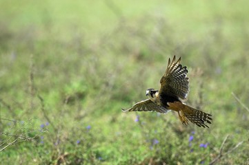 Aplomado Falcon, falco femoralis, Adult in Flight, Los Lianos in Venezuela
