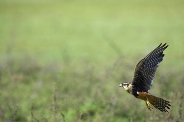 Aplomado Falcon, falco femoralis, Adult in Flight, Los Lianos in Venezuela