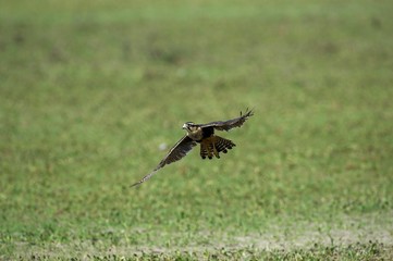 Aplomado Falcon, falco femoralis, Adult in Flight, Los Lianos in Venezuela
