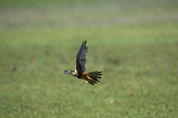 Aplomado Falcon, falco femoralis, Adult in Flight, Los Lianos in Venezuela