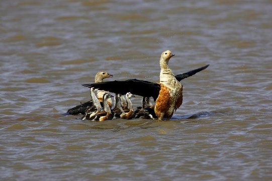 Orinoco Goose, neochen jubata, Pair with Chicks on Water, Los Lianos in Venezuela