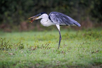 White-Necked Heron, ardea cocoi, Fish in Beak, Los Lianos in Venezuela