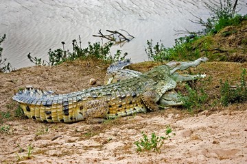 Orinoco Crocodile, crocodylus intermedius, Pair standing near River, Los Lianos in Venezuela