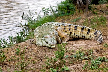 Orinoco Crocodile, crocodylus intermedius, Adult standing near River, Los Lianos in Venezuela