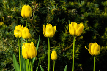 Bright yellow tulips blossom in spring garden