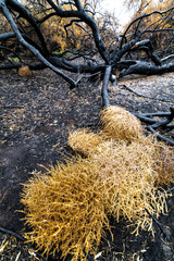 Charred Remnants of Trees after a Fire in Washington State