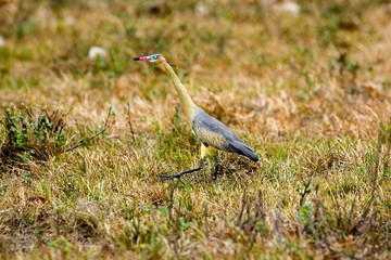 Whistling Heron, syrigma sibilatrix, Los Lianos in Venezuela