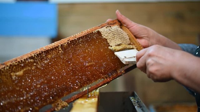 Beekeeper removes excess beeswax with the scraper by hand, preparing for pumping honey. Beekeeper works in the apiary.