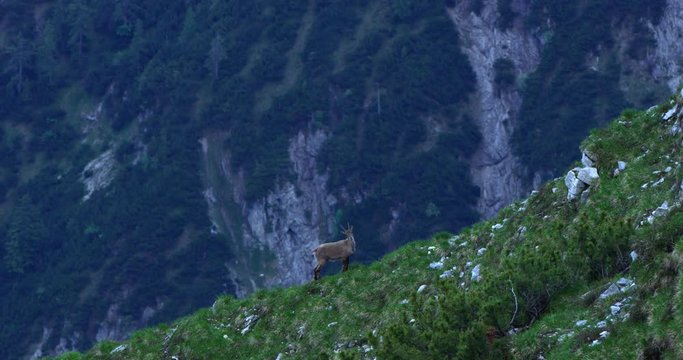 Establishing shot, Scenic view Capricorn Standing on the side hill, mountain range in the background.