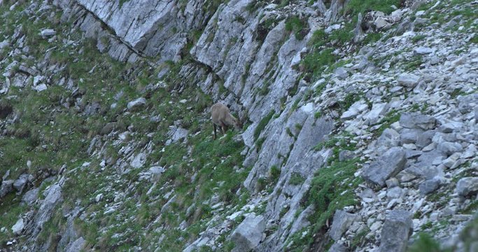 Establishing shot, Capricorn on rocky pasture on the side of grass covered mountain hill.