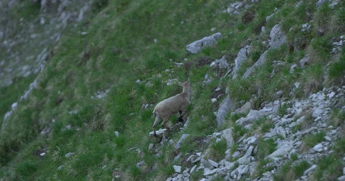 Establishing Close up shot, Capricorn ascends rocky pasture on the side of grass covered mountain hill.