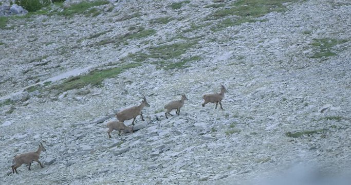 Full Close up shot, Scenic view Group of Capricorn climbing a rocky mountain, hill, grass and rocks in the background.