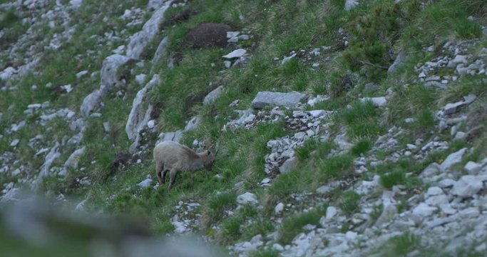 Full Close up shot, Scenic of Capricorn eating some green grass on the side of the rocky mountain hill.