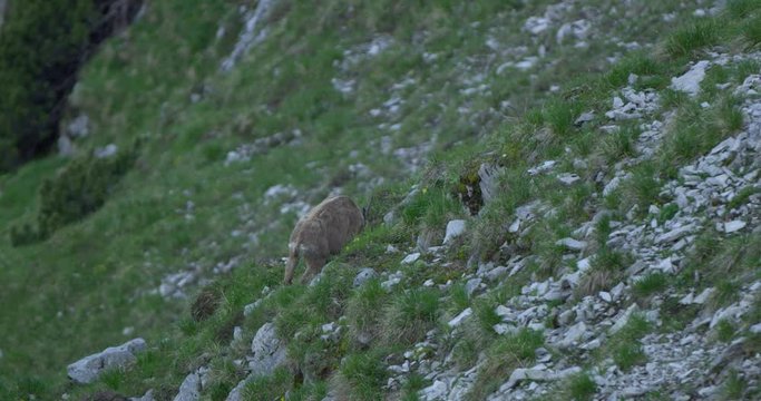 Establishing Close up shot, Capricorn eats green pasture on the side of grass covered mountain hill.
