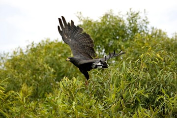 Great Black Hawk, buteogallus urubitinga, Adult in Flight, Los Lianos in Venezuela