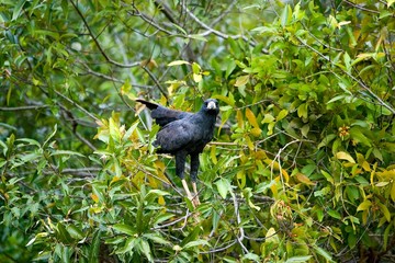 Great Black Hawk, buteogallus urubitinga, Los Lianos in Venezuela