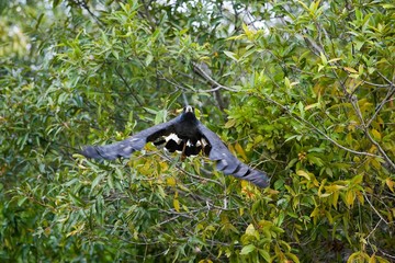 Great Black Hawk, buteogallus urubitinga, Adult in Flight, Los Lianos in Venezuela