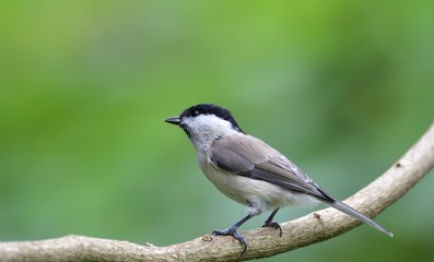 Marsh Tit with sunflower in beak sitting on a branch in the garden