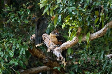 Hoatzin, opisthocomus hoazin, Adults standing on Branch, Los Lianos in Venezuela