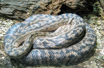 close up of a snake on a branch