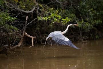 White-Necked Heron, ardea cocoi, Adult in Flight, Los Lianos in Venezuela