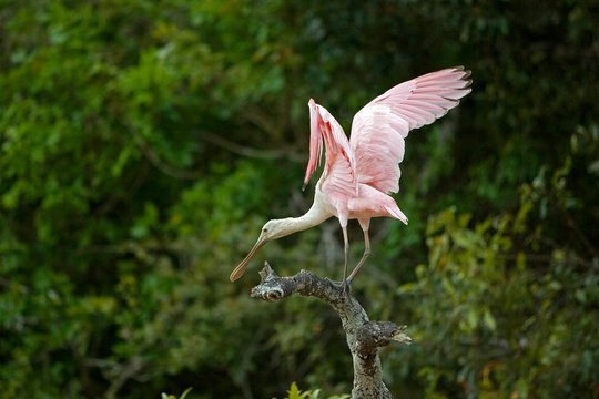Roseatte Spoonbill, platalea ajaja, Adult in flight, Taking off from Branch, Los Lianos in Venezuela