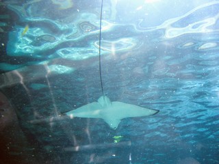 Stingray view from below