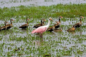 Roseatte Spoonbill, platalea ajaja and Red-Billed Whistling Duck, dendrocygna automnalis, Los...