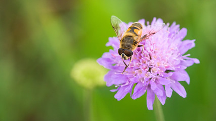Schwebfliege auf Blüte © C. Schüßler
