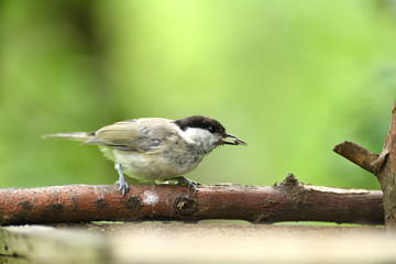Marsh Tit with sunflower in beak sitting on a branch in the garden