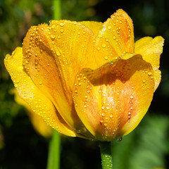 Bright yellow-orange tulip blossom with raindrops in spring garden