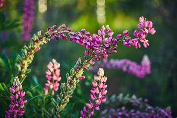 Obraz premium Purple lupine blooms. Closeup of bright flowers in green grass