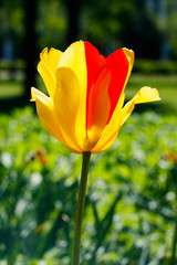 Bright yellow-red tulips blossom in spring garden