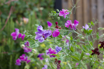 Beautiful selection of coloured sweet peas in garden with copy space