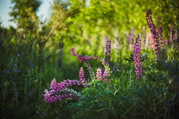 Obraz premium Purple lupine blooms. Closeup of bright flowers in green grass