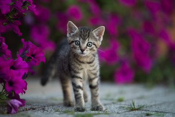 Kitten between petunia flowers