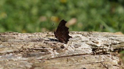 butterfly on the ground