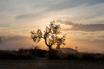 summer sunset with dry plants