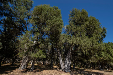 sabina albar de cinco guias(Juniperus thurifera), arbol monumental catalogado,  Espacio Natural del Sabinar de Calatañazor, Soria, Comunidad Autónoma de Castilla, Spain, Europe