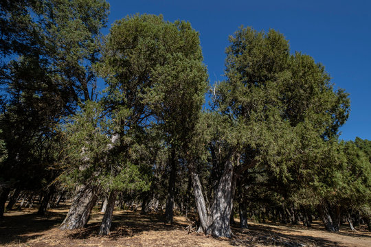 sabina albar de cinco guias(Juniperus thurifera), arbol monumental catalogado,  Espacio Natural del Sabinar de Calata&ntilde;azor, Soria, Comunidad Aut&oacute;noma de Castilla, Spain, Europe