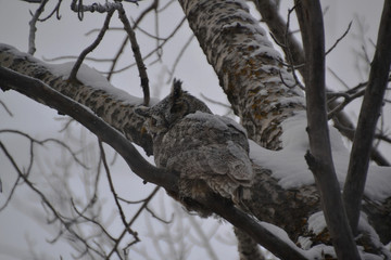Great Horned Owl on a Tree
