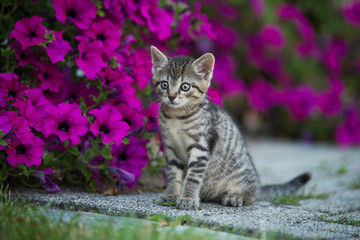 Naklejka na ściany i meble Kitten between petunia flowers